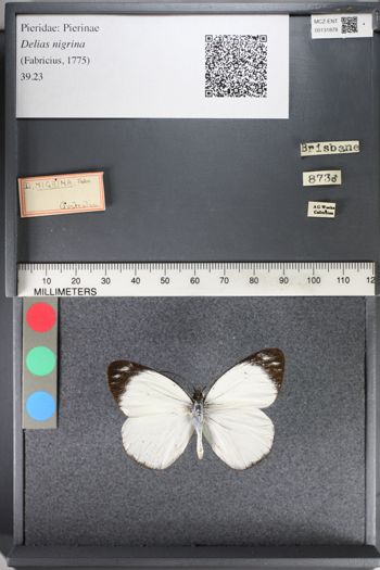 Media type: image;   Entomology 131878